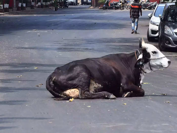 anti cow slaughter law news: गोहत्या विरोधी कानून: गुजरात की तर्ज पर अब  दादरा-नगर हवेली और दमन-दीव में गोहत्या विरोधी कानून होगा सख्त: Dadra Nagar  Haveli Daman Diu will ...