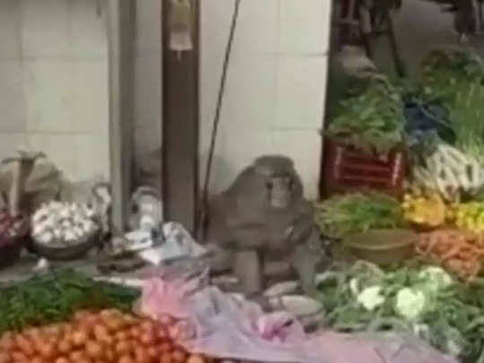 Monkey Selling Vegetable : दुकानदार को भगाकर सब्जी बेचने लगा बंदर, ग्राहक नहीं आया तो खुद खाने लगा 