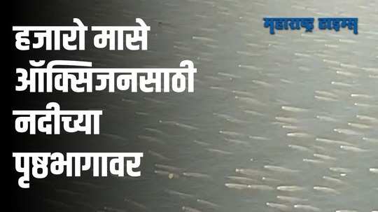 पंचगंगा नदीतील पाण्याच्या प्रदूषणामुळे ऑक्सिजनसाठी माशांची तडफड