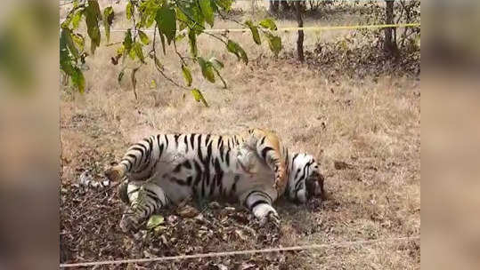 विजेचा शॉक देऊन वाघाची शिकार, पोलिसांनी ६ आरोपींना बेड्या ठोकल्या