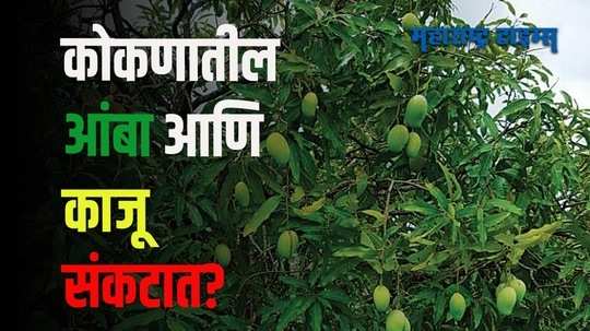 आंबा, काजू बागायतदार ढगाळ वातावरणामुळे धास्तावले; कृषी तज्ज्ञ म्हणाले