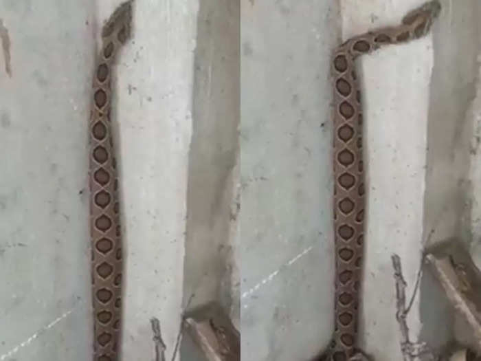 snake was climbing on wall video will shock you