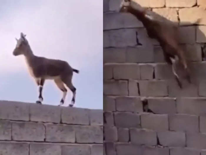 motivational video of goat climbing on wall will change your life