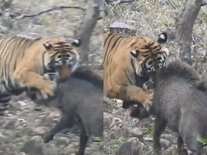 tigress attack on wild boar video will show you the reality of jungle