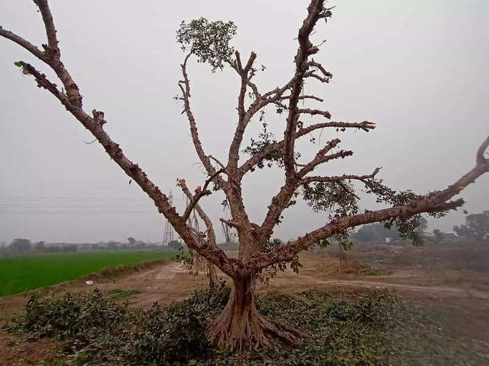 delhi villagers saving banyan tree: 120 साल पुराने बरगद के पेड़ को बचाने के  लिए 24 घंटे रखवाली कर रहे हैं दिल्ली के इस गांव के लोगः delhi villagers  saving 120 years