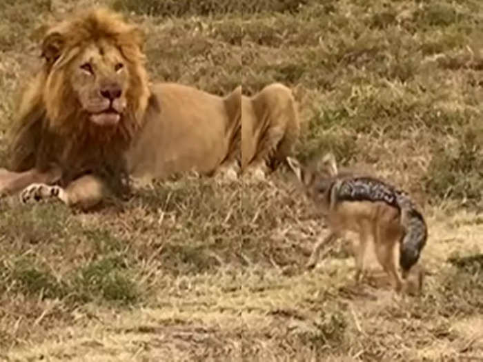 lion was eating hunt jackal came thin is what happened next