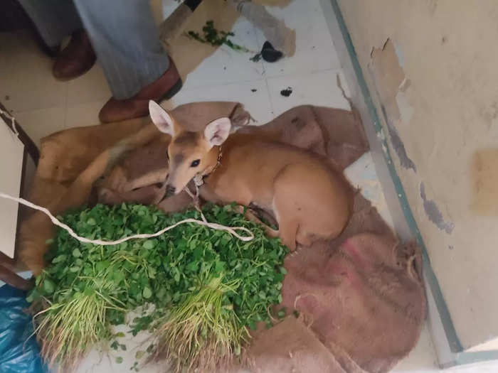 The forest department has arrested three persons for smuggling deer calves
