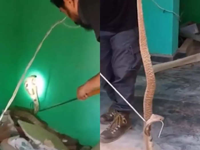 cobra snake attack on rescuer video goes viral