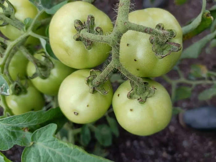 5 amazing health benefits of green tomato to get rid blood clotting and other disease