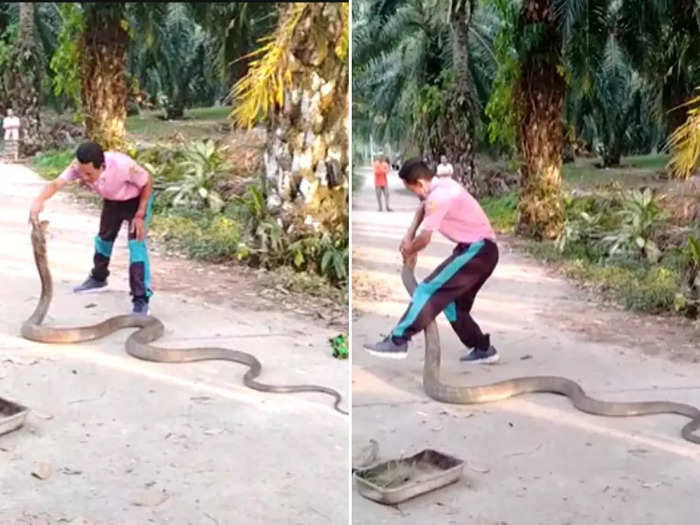 watch man catches giant king cobra with bare hands in thailand