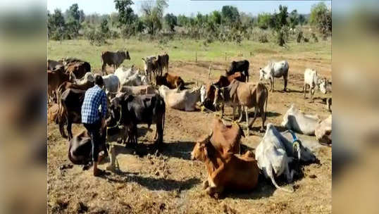 कत्तलीसाठी नेणाऱ्या ४८ गोवंश जनावरांची सुटका, ५ आरोपींना बेड्या