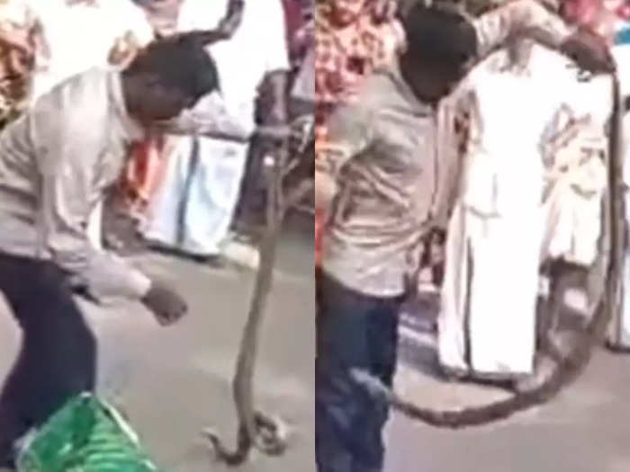 cobra attack on rescuer kerala vava suresh video will shock you