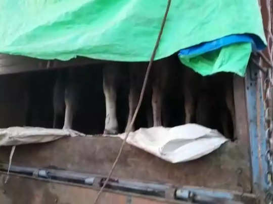 MP News : ऊपर आलू के बोरे, नीचे ठूंस-ठूंसकर भरे गाय... पुष्पा स्टाइल में गायों की तस्करी देख पुलिस हैरान 