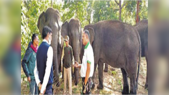 कमलापूरच्या हत्तींसाठी मुख्यमंत्र्यांना साकडं, स्थानांतरणाविरुद्ध ग्रामसभेचा ठराव