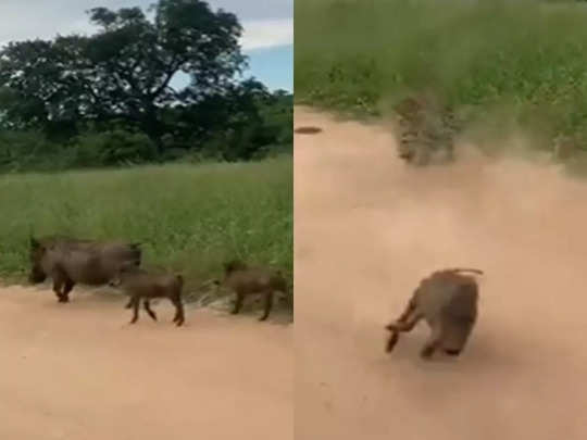 मादा सूअर अपने बच्चों के साथ जा रही थी, तेंदुआ इतनी तेज आया सबके होश उड़ गए 
