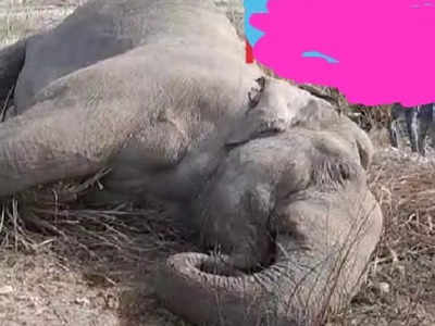 Shivalik Forest Division: बिजली विभाग की लापरवाही ने ली हाथी की जान, शिवालिक जंगल में काफी नीचे है हाईटेंशन लाइन 