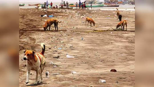 अर्नाळा समुद्रकिनारी श्वानांची दहशत, गेल्या तीन दिवसांत...