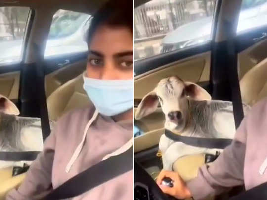 महिला ने गाय के बछड़े को कार में बैठाया, सीट बेल्ट लगाई और वीडियो इंटरनेट पर छा गया 