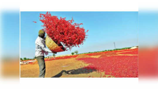 हळदीसह मसाल्याचे भाव वधारले