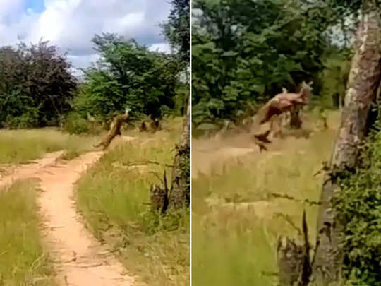 वीडियो: जान बचाकर भाग रहे थे हिरण, तेंदुए ने हवा में ही एक को दबोच लिया 