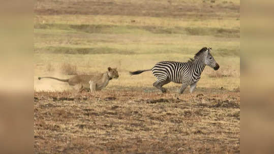 Video: या रक्तरंजित संघर्षात जिंकलं कोण? झेब्य्राने दिली ५ सिंहांना टक्कर