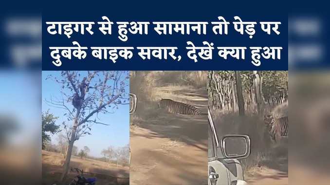 Tiger Sat On Road : मंदिर जा रहे युवकों का जब रास्ता रोककर बैठ गया बाघ, देखें क्या हुआ