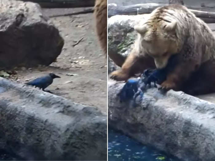bear saves bird from drowning watch viral video