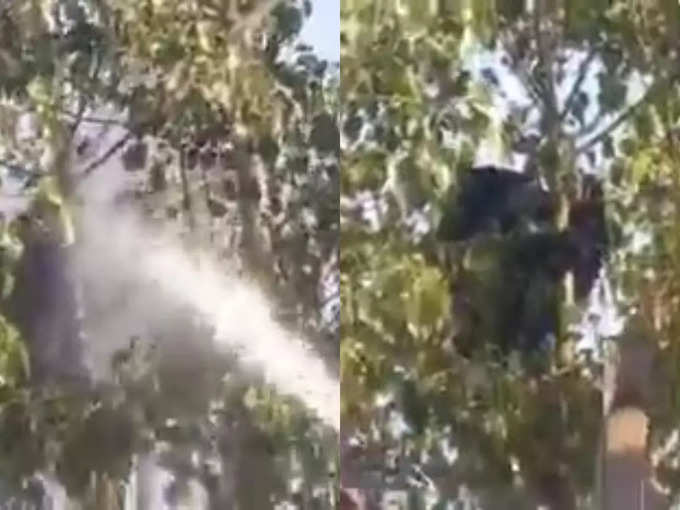 bear climbed on tree