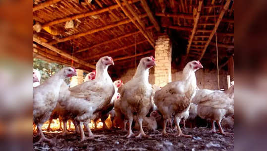 Bird flu : राज्यात बर्ड फ्लूचा शिरकाव; ठाण्यातील पोल्ट्रीतील शेकडो कोंबड्या दगावल्या