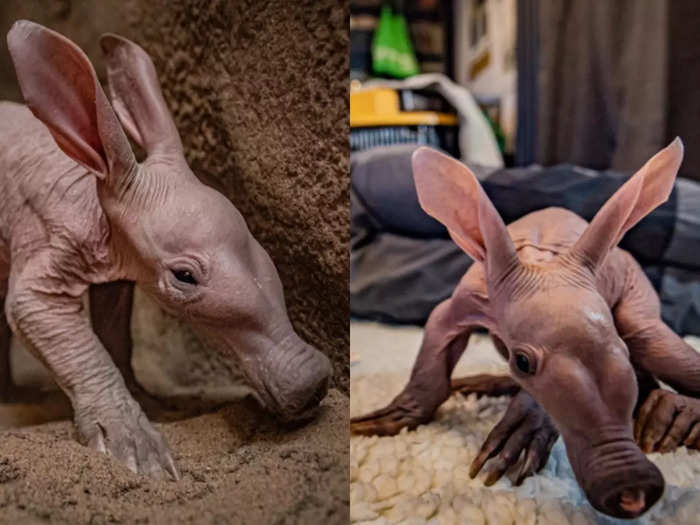 meet this animal who born after 90 years in zoo