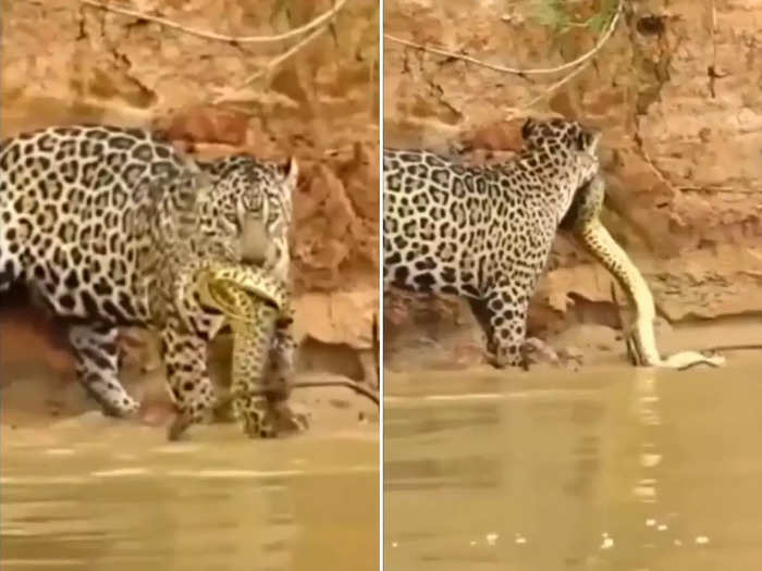 jaguar attacks phyton watch shocking viral video