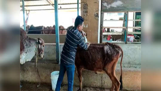 वडिलोपार्जित घर विकलं, कत्तलखान्यात जाणाऱ्या गाईंना जोपासलं, १० वर्षांपासून बीडच्या अवलियाची 'गोसेवा'!