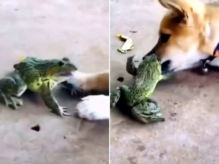 frog vs dog fight video viral ifs says frog harassing a dog