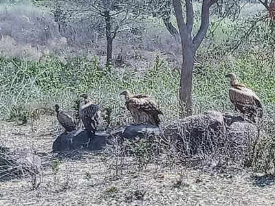 Vulture News: विलुप्त हो रहे गिद्धों का झुंड बांदा के रक्सी गांव में दिखाई पड़ा, रेडियो टैगिंग का कार्य जारी 