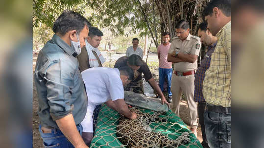 धक्कादायक ! 'त्या' दोन बिबट्यांवर विषप्रयोगाचा संशय; वन विभागाने तिघांना घेतलं ताब्यात