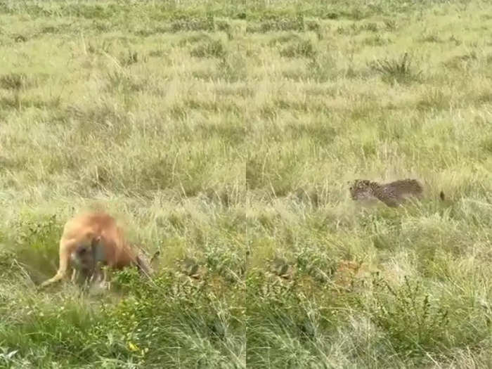 two antelopes fighting and leopard was trying to take advantage video