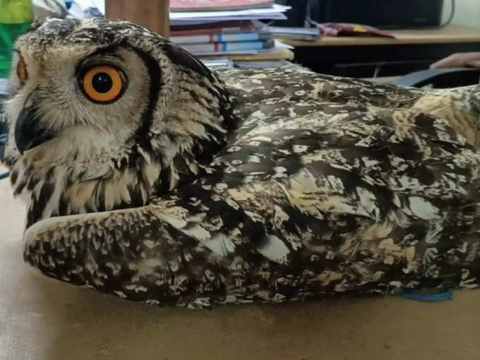 rare owl