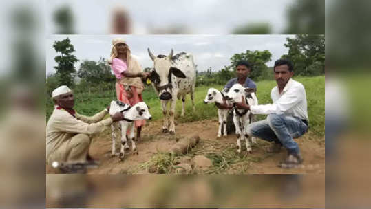 चमत्कार! गायीनं एकाच वेळी दिला ३ वासरांना जन्म