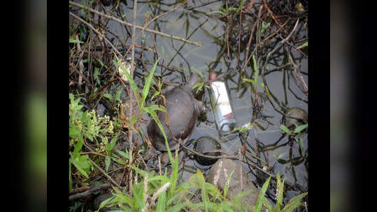 कल्याणच्या गौरीपाडा तलावातील ८० कासवांच्या मृत्यूचं गूढ उकललं, जाणून घ्या नक्की काय घडलं?