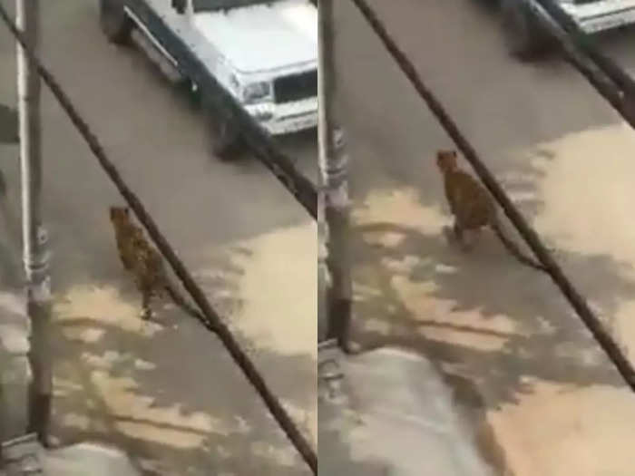 leopard is running on street of Meerut people are doing funny comment on video