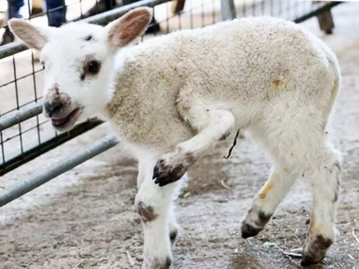 five legged lamb born in uk