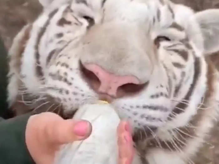 white tiger drinking milk with bottle video will shock you