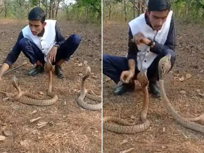 man sitting in front of three cobra watch what happens next in viral video