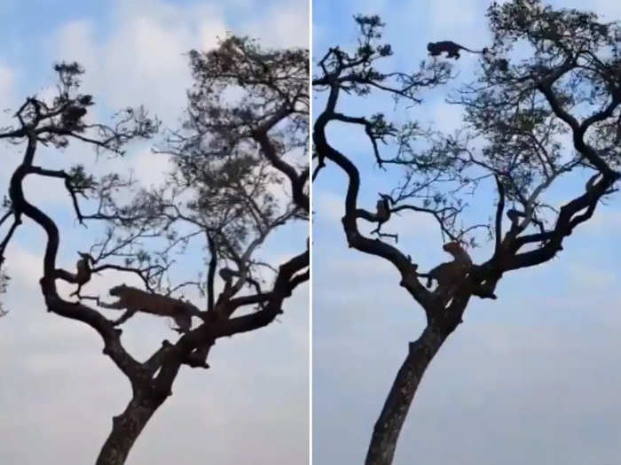 leopard chase a monkey around tree lucky monkey managed to escape