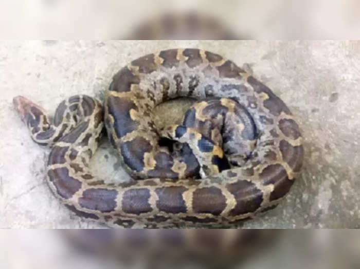 phython found in kitchen video