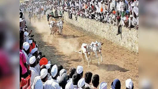 bullock cart race : थरारक... शर्यतीवेळी बैलगाडा थेट गर्दीत घुसला; १ ठार, अनेक जखमी