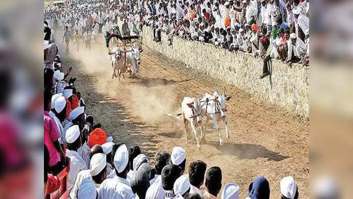 थरारक... शर्यतीवेळी बैलगाडा थेट गर्दीत घुसला; १ ठार अनेक जखमी ( प्रातिनिधिक फोटो )