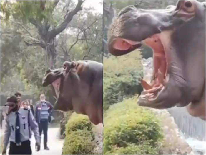 delhi security guard slap hippo and sent him back to water