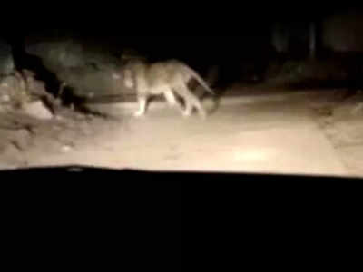 गुजरात: शख्स ने शेर के पीछे दौड़ाई कार, वीडियो देख आपको गुस्सा आ जाएगा 
