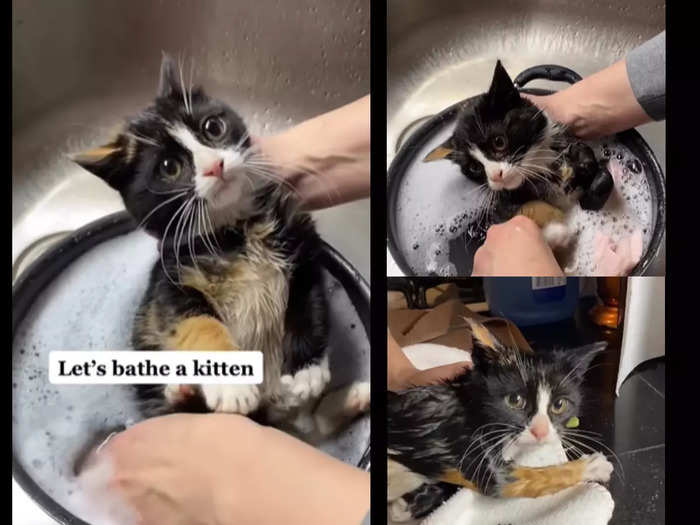 kitten taking bath